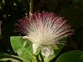 Sea Poison Tree